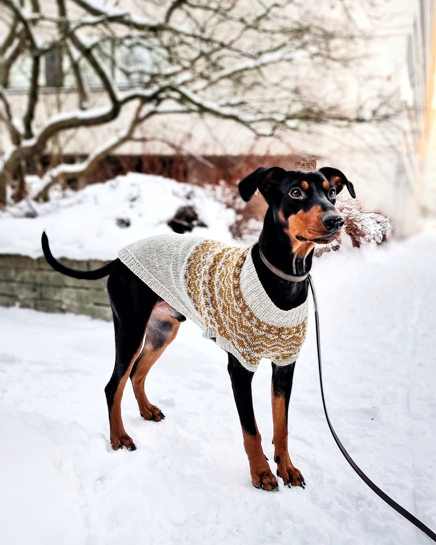 Vargö dog sweater